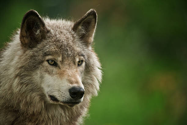 Картината върху платно Gray Wolf