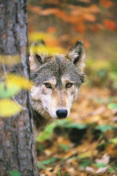 Картината върху платно Gray Wolf Peeking Around a Tree