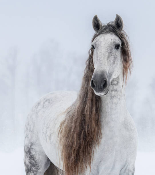 Картината върху платно Grey Pure Spanish Horse with long mane.