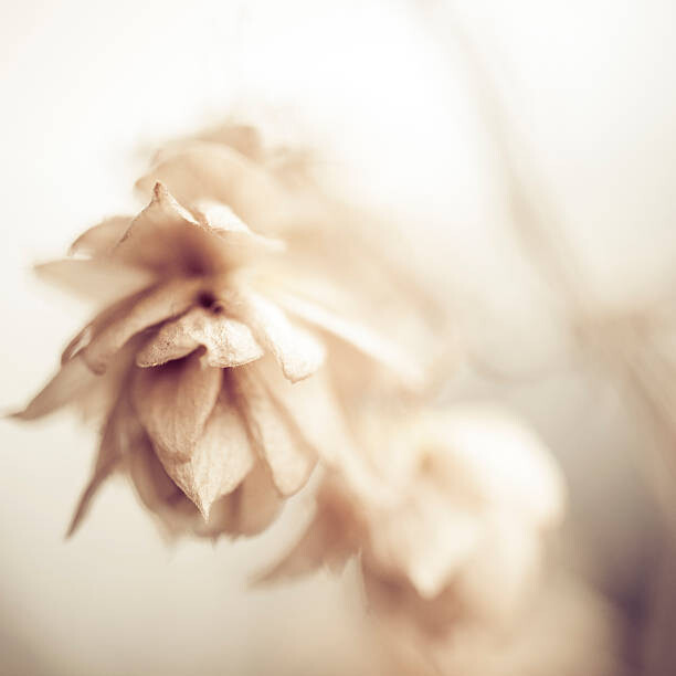 Картината върху платно Hop