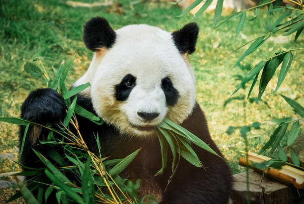 Картината върху платно Panda eating bamboo