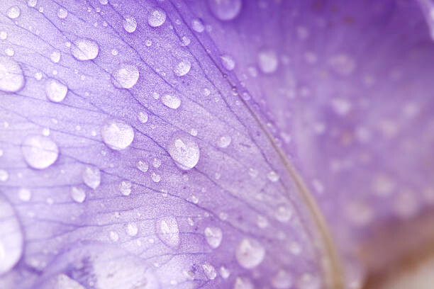 Картината върху платно Petal