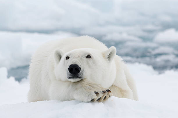 Картината върху платно Polar bear