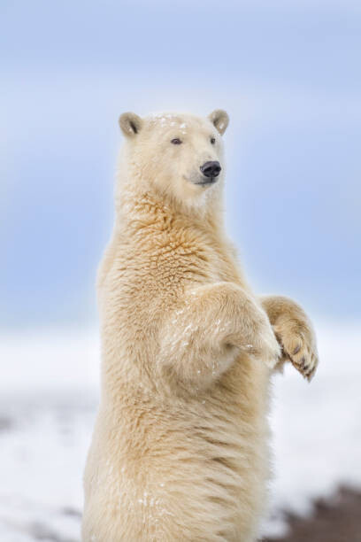 Картината върху платно Polar bear standing