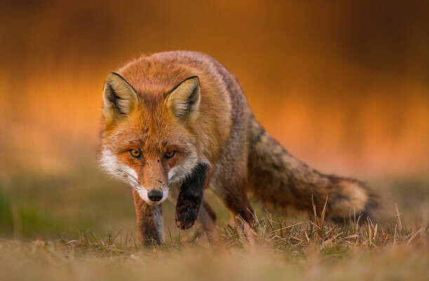Картината върху платно Portrait of red fox standing on grassy field