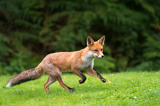 Картината върху платно Red fox cub running