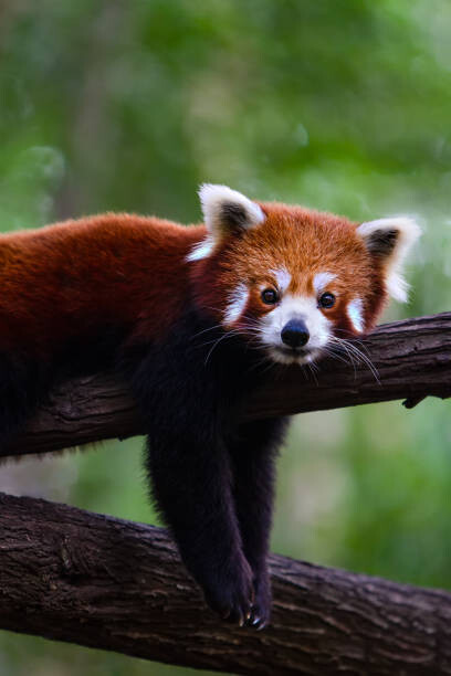 Картината върху платно Red panda