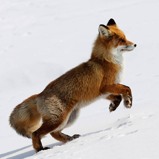 Картината върху платно Running Fox.