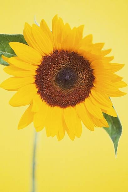 Картината върху платно Sunflower