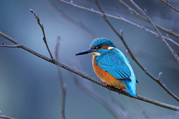 Принти на полотні Close-up of kingfisher perching on branch,Oldenburg,Germany