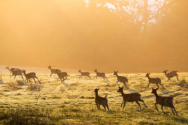 Принти на полотні Fallow deer on the move across pasture at dawn