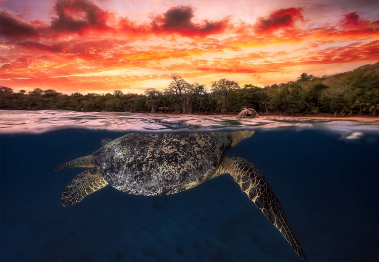 Green Turtle And Fire Sky фототапет