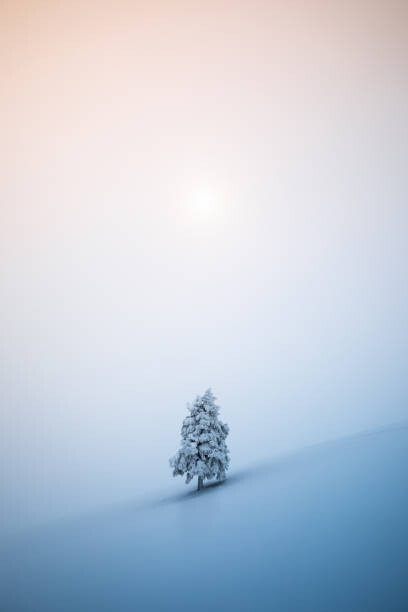 Фотошпалери Christmas Tree