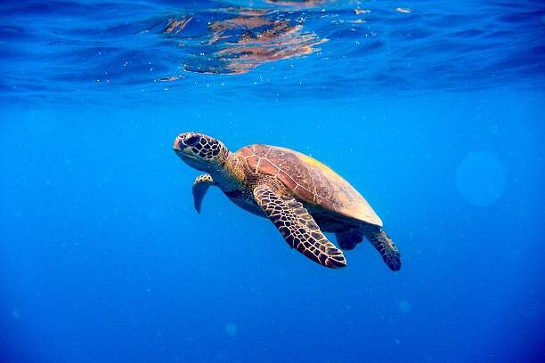Фотошпалери Green turtle approaching water surface