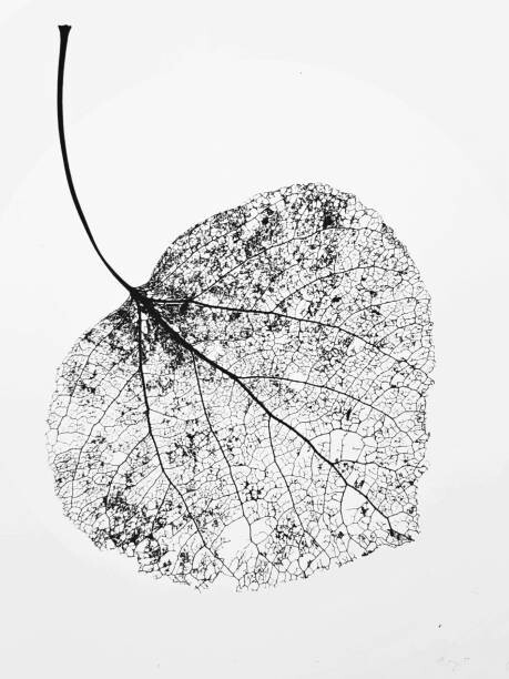 Фотошпалери leaf skeleton