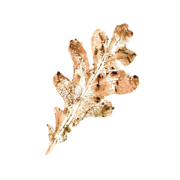 Фотошпалери Oak leaf