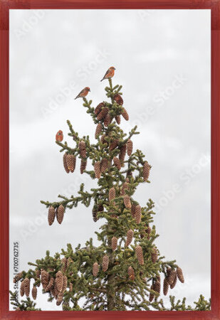 фотографія Three male red or common crossbills (loxia curvirostra) are perched in the top of a conifer tree in the dolomite mountain region of Italy